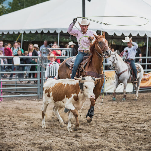 A cowboy on horseback is roping a calf during a rodeo event, with a crowd and a tent visible in the background.